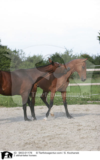 2 Achal Tekkiner / 2 akhal-teke horses / SKO-01176
