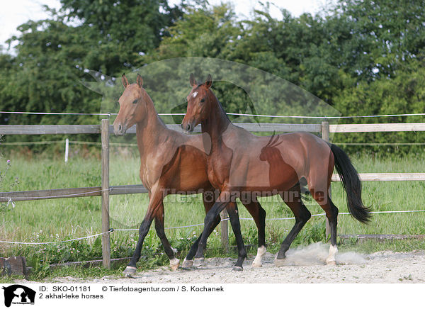 2 Achal Tekkiner / 2 akhal-teke horses / SKO-01181