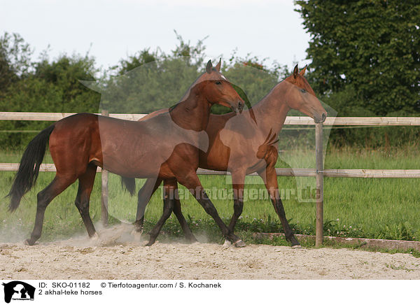 2 Achal Tekkiner / 2 akhal-teke horses / SKO-01182