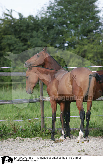 2 Achal Tekkiner / 2 akhal-teke horses / SKO-01186