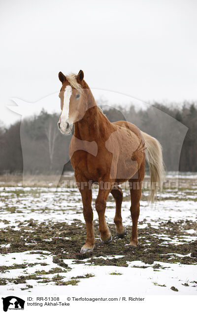 trabender Achal Tekkiner / trotting Akhal-Teke / RR-51308