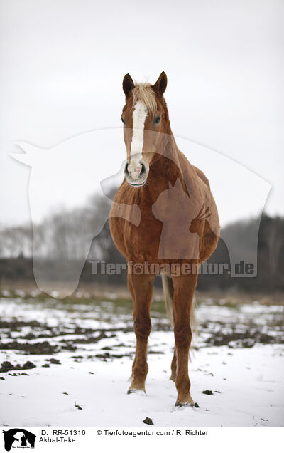 Akhal-Teke / RR-51316