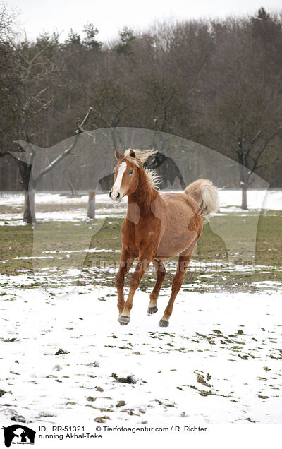 running Akhal-Teke / RR-51321