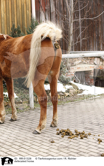 pfelndes Pferd / defecated horse / RR-51328