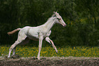 Akhal-Teke foal