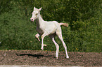 Akhal-Teke foal