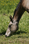 grazing Akhal-Teke