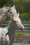 akhal-teke foal