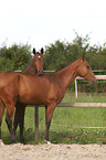 2 akhal-teke horses