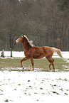 trotting Akhal-Teke