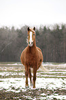 trotting Akhal-Teke