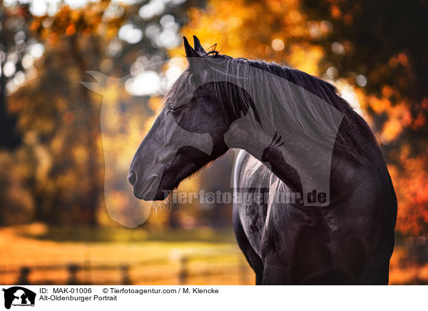 Alt-Oldenburger Portrait / MAK-01006