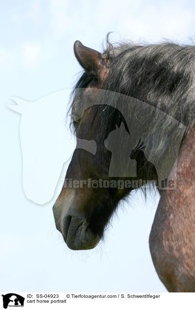 cart horse portrait / SS-04923