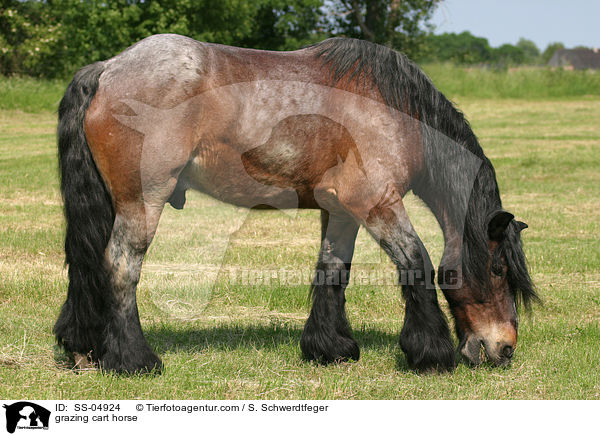 grasendes Altmrker Kaltblut / grazing cart horse / SS-04924