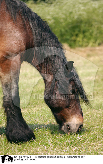 grazing cart horse / SS-04925