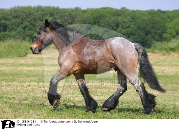 trabendes Altmrker Kaltblut / trotting cart horse / SS-04931