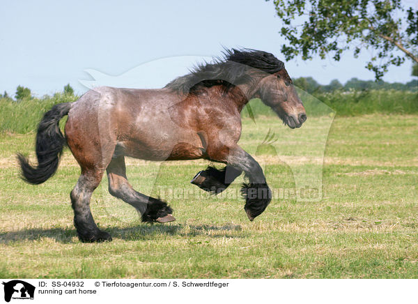 rennendes Altmrker Kaltblut / running cart horse / SS-04932