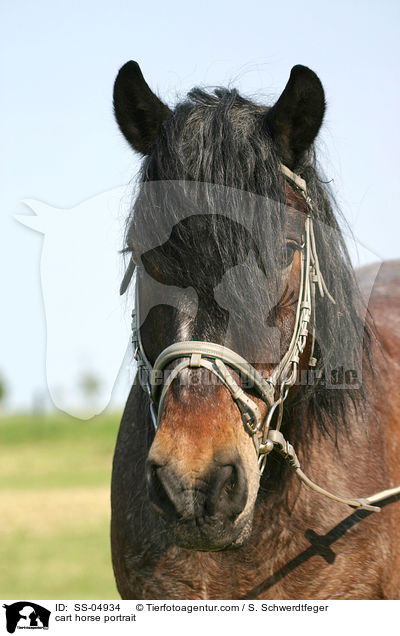 Portrait Altmrker Kaltblut / cart horse portrait / SS-04934