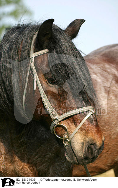 Portrait Altmrker Kaltblut / cart horse portrait / SS-04935