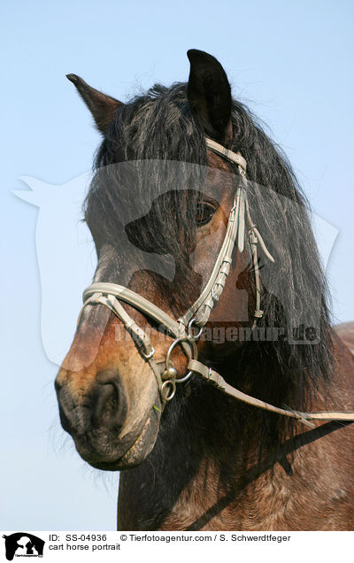 cart horse portrait / SS-04936