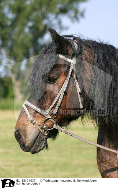 cart horse portrait / SS-04937