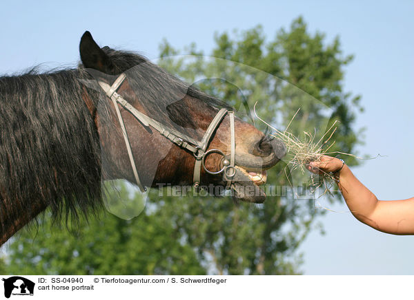 Portrait Altmrker Kaltblut / cart horse portrait / SS-04940