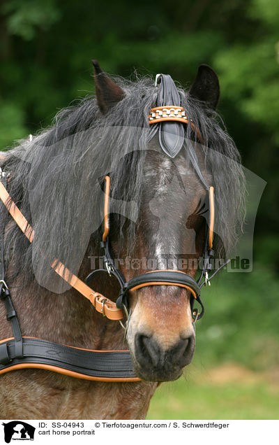 cart horse portrait / SS-04943
