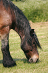 grazing cart horse