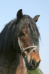 cart horse portrait