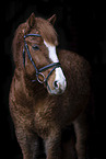 American Bashkir Curly Horse