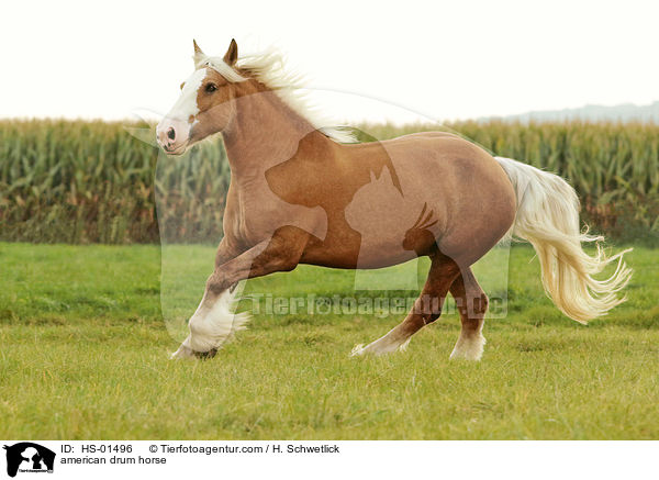 American Drum Horse / american drum horse / HS-01496