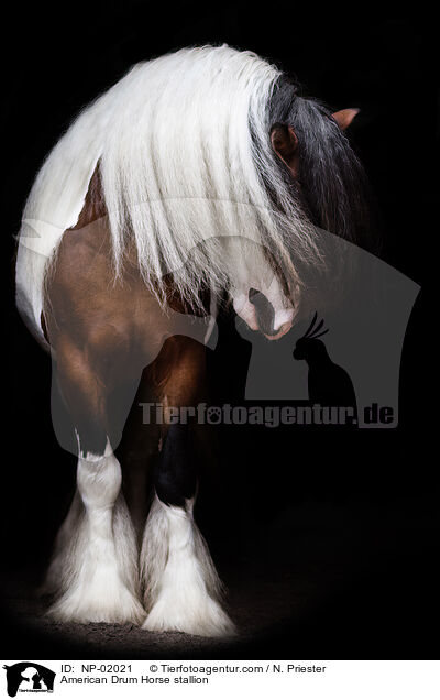 American Drum Horse Hengst / American Drum Horse stallion / NP-02021