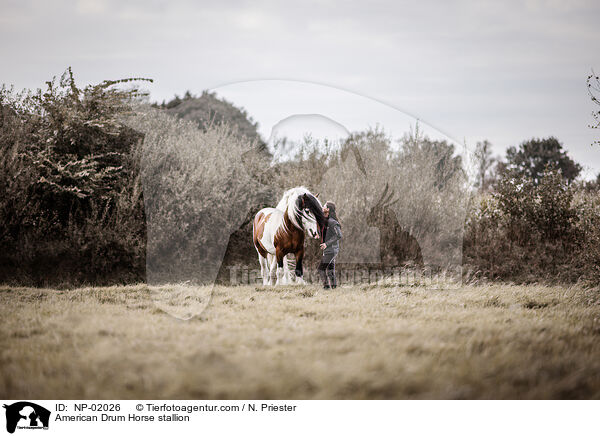 American Drum Horse stallion / NP-02026