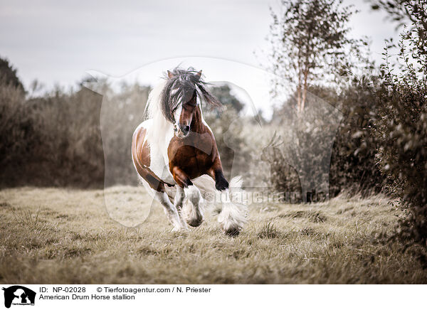 American Drum Horse Hengst / American Drum Horse stallion / NP-02028