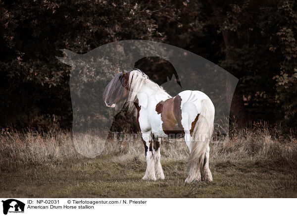 American Drum Horse stallion / NP-02031