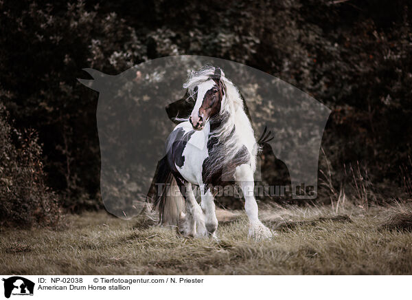 American Drum Horse Hengst / American Drum Horse stallion / NP-02038