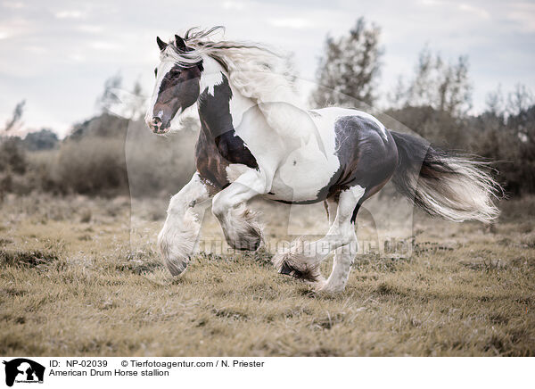American Drum Horse Hengst / American Drum Horse stallion / NP-02039