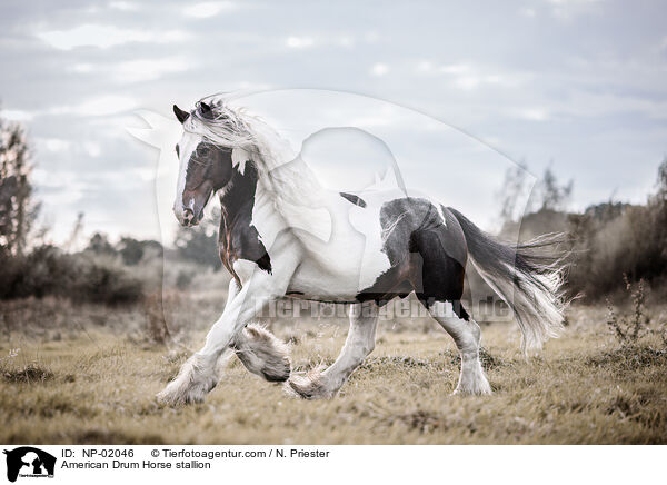 American Drum Horse stallion / NP-02046