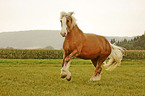 american drum horse