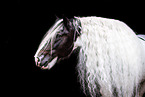 American Drum Horse stallion