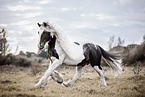 American Drum Horse stallion