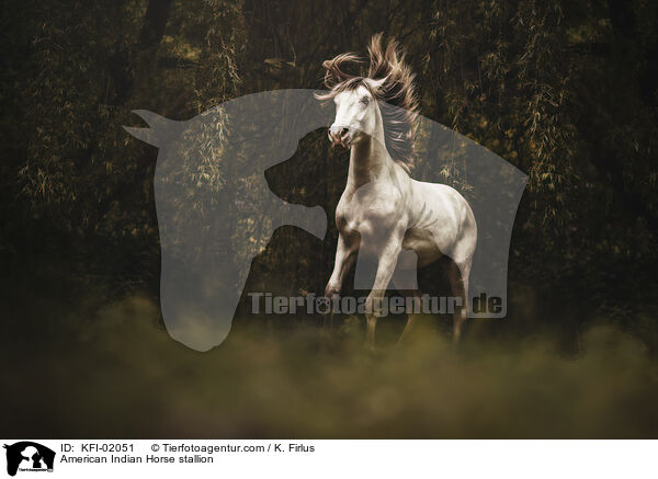 American Indian Horse Hengst / American Indian Horse stallion / KFI-02051