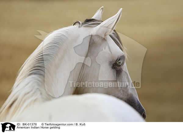 American Indian Horse gelding / BK-01376