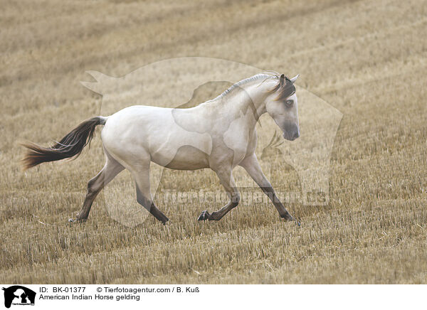 American Indian Horse gelding / BK-01377