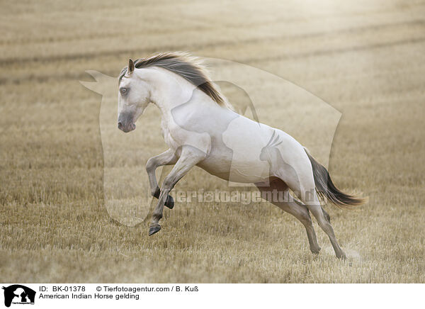 American Indian Horse Wallach / American Indian Horse gelding / BK-01378