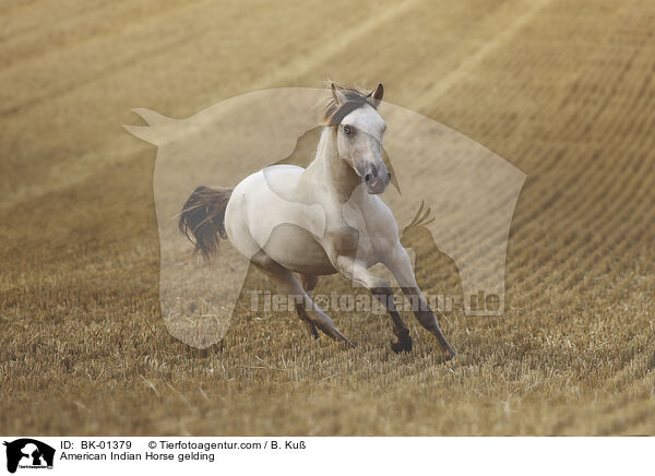 American Indian Horse Wallach / American Indian Horse gelding / BK-01379