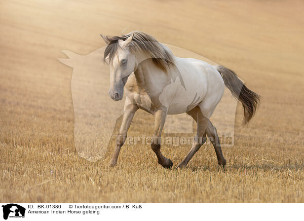 American Indian Horse Wallach / American Indian Horse gelding / BK-01380