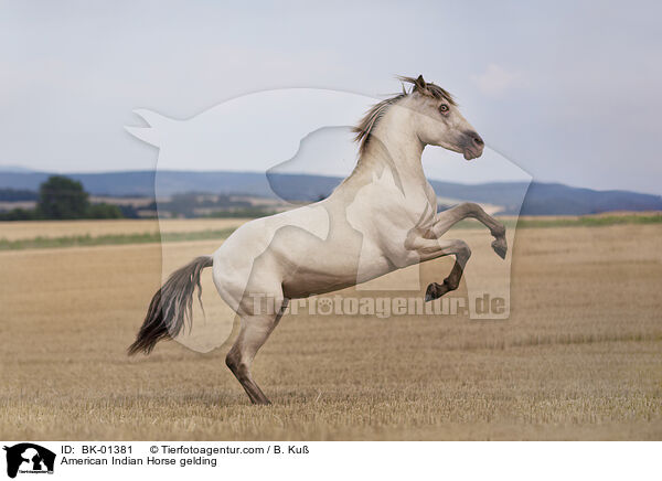 American Indian Horse gelding / BK-01381