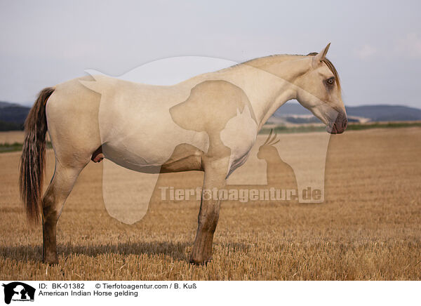 American Indian Horse Wallach / American Indian Horse gelding / BK-01382