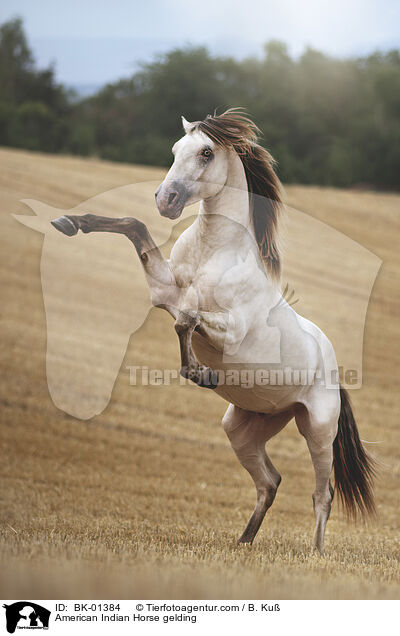 American Indian Horse Wallach / American Indian Horse gelding / BK-01384
